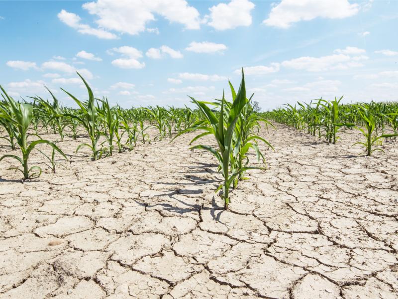 sécheresse agricole