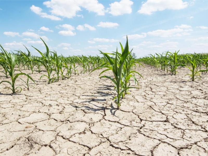 sécheresse agricole
